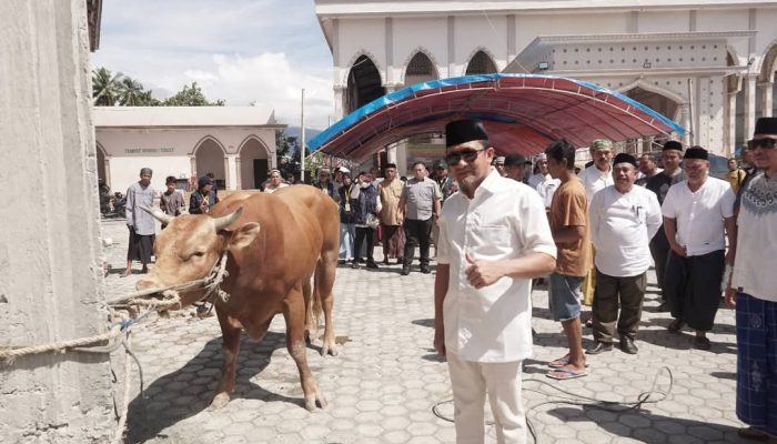 Presiden Prabowo Berikan Sapi Kurban untuk Touna, Bupati Ilham: Ini Kado Istimewa Idul Adha