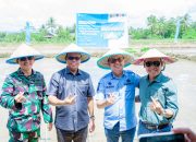 PT Vale Gandeng Pemerintah Kolaka Bangun Demplot Padi Inovatif untuk Ketahanan Pangan Nasional