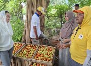 Wakil Wali Kota Palu Tinjau Lahan Tomat dan Cabai di Boyaoge, Harga Pangan Tetap Stabil