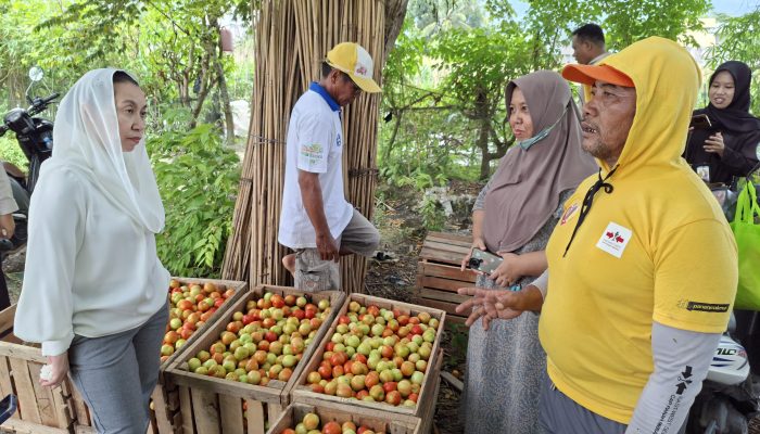 Wakil Wali Kota Palu Tinjau Lahan Tomat dan Cabai di Boyaoge, Harga Pangan Tetap Stabil