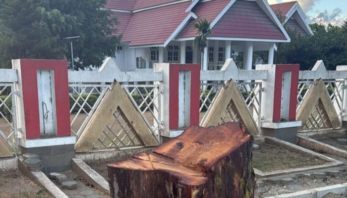 Tak Terima Pohon Peneduh Ditebang, Gubernur Anwar Hafid: Wajib Diganti!