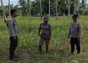 Dukung Ketahanan Pangan, Polsek Ampana Kota Cek Lahan Jagung di Desa Sumoli