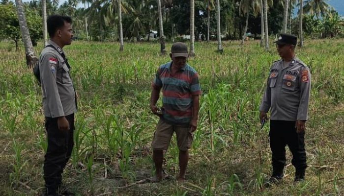 Dukung Ketahanan Pangan, Polsek Ampana Kota Cek Lahan Jagung di Desa Sumoli