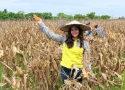 Program PPM PT Vale Berbuah Manis, Petani Kolaka Panen Jagung Pakan