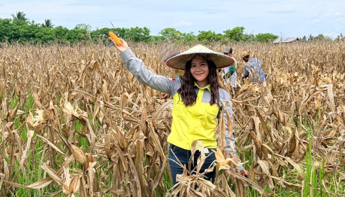 Program PPM PT Vale Berbuah Manis, Petani Kolaka Panen Jagung Pakan
