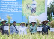 PT Vale Indonesia Gelar Panen Bersama Demplot Padi Berkelanjutan di Kabupaten Kolaka