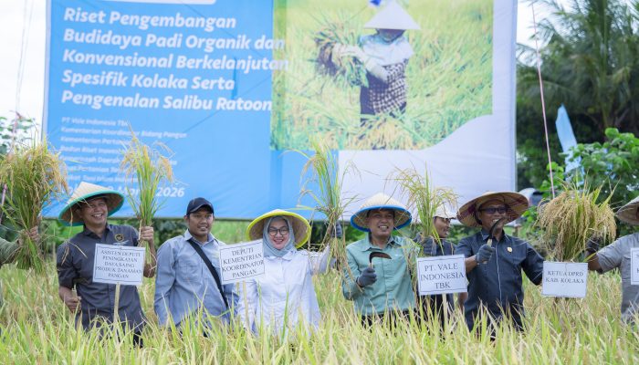 PT Vale Indonesia Gelar Panen Bersama Demplot Padi Berkelanjutan di Kabupaten Kolaka