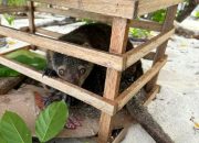 Jauh dari Habitat Hutan, Seekor Kuskus Beruang Sulawesi Ditemukan Warga di Pantai Ampana
