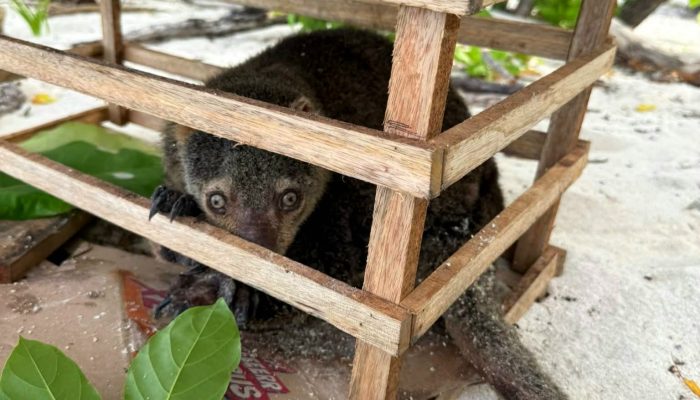 Jauh dari Habitat Hutan, Seekor Kuskus Beruang Sulawesi Ditemukan Warga di Pantai Ampana