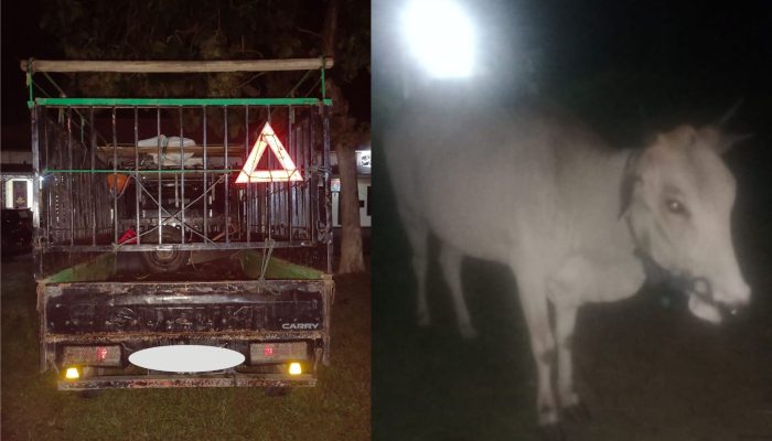 Bawa Lari 3 Sapi Pakai Pick Up, Pria di Touna Ditangkap Polisi