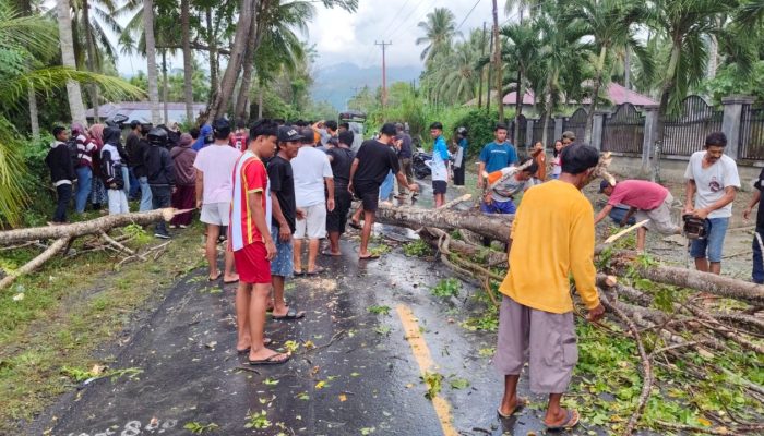 Insiden Maut di Ampana, Pengendara Motor Tak Selamat Tertimpa Pohon