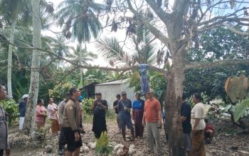 Warga Balinggi Digegerkan Penemuan Lansia Meninggal Tergantung di Pohon Mangga