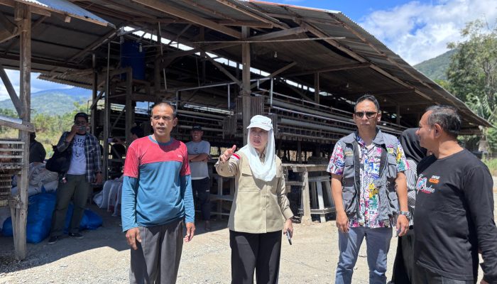 Wawali Imelda Tinjau Sentra Ayam Petelur di Pengawu, Siap Dukung Peternak Palu