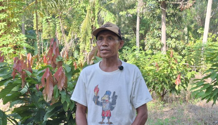 Harga Kakao Petani Sigi Naik Dua Kali Lipat, Kini Tembus Rp100 Ribu per Kilogram