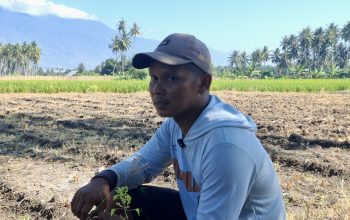 Harga Beras Petani Sigi Stabil, Petani Berharap Perbaikan Irigasi