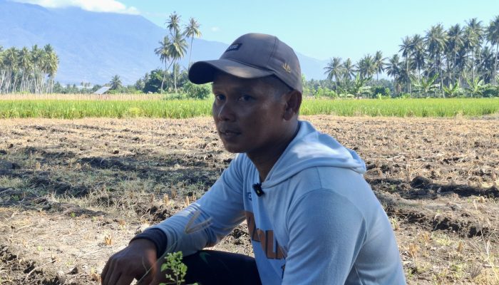Harga Beras Petani Sigi Stabil, Petani Berharap Perbaikan Irigasi