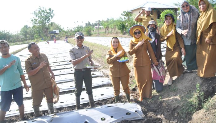Wakil Wali Kota Palu Tanam 6.000 Bibit Tomat, Perkuat Ketahanan Pangan Lewat Palu MAPAN