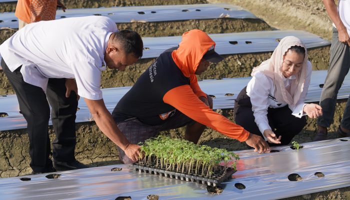 4.000 Bibit Tomat Ditanam di Bayaoge, Pemkot Palu Perkuat Ketahanan Pangan