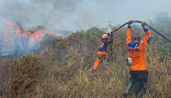 Karhutla di Poso Meluas, 50 Hektare Lahan Terbakar dan SMA Terdampak