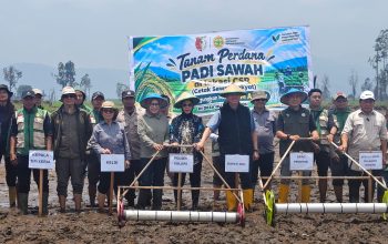 Perkuat Ketahanan Pangan, Bupati Sigi Tanam Padi Perdana di Lindu